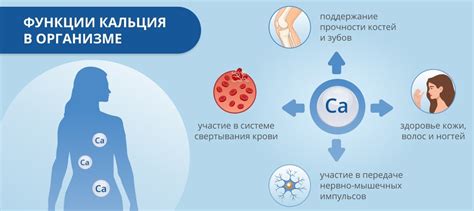 Функции общего кальция