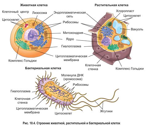 Функции органоидов в клеточной деле