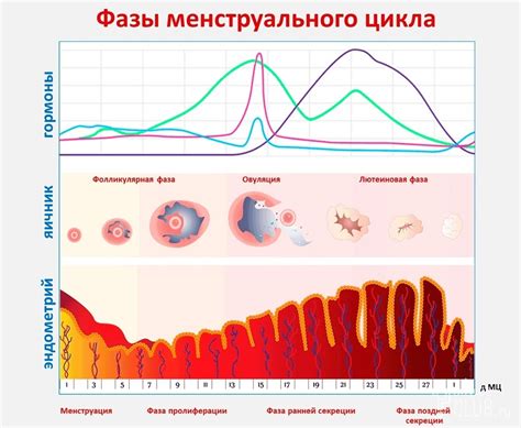 Функции прогестерона во второй фазе цикла