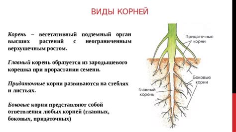 Функции ризоидов и корней в растении