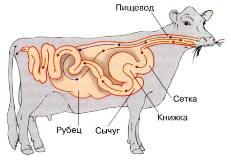 Функции рубца у коров