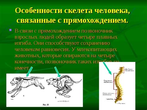 Функции скелета у человека и млекопитающих