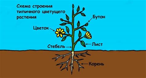 Функции спинок на иголках растений