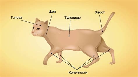 Функции хвоста у белок