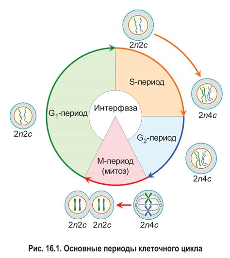 Функции центриолей в митозе и мейозе