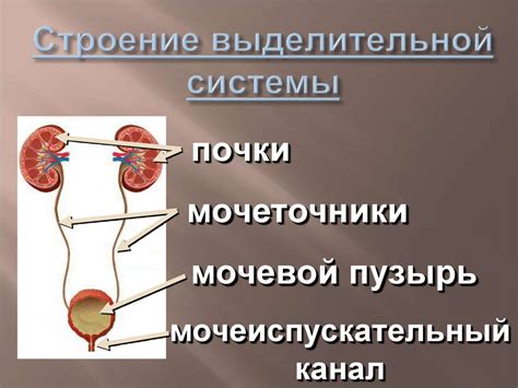 Функциональная анатомия выделительной системы