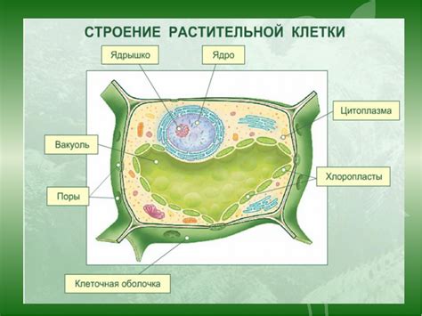 Функциональная роль флагелл для растительной клетки