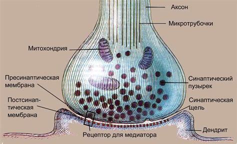 Функциональное значение кисточек