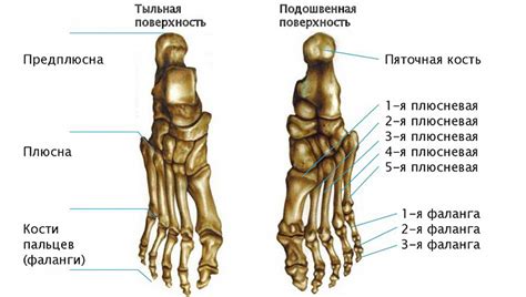 Функциональное значение пузырьков на стопе