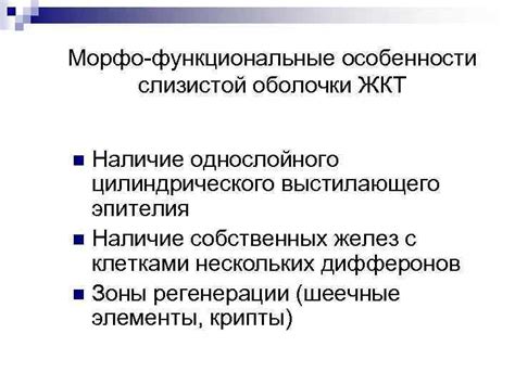 Функциональные особенности адвентициальной оболочки