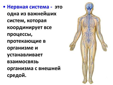 Функциональные особенности нервной системы инфузорий