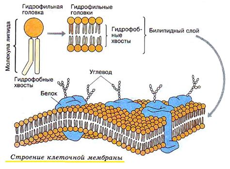 Функция клеточной энергии