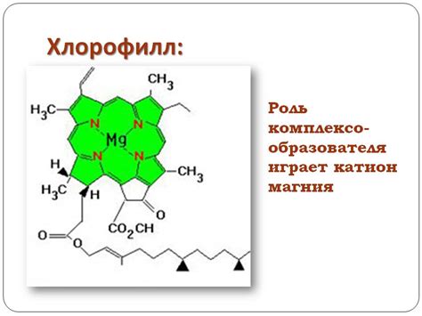 Функция хлорофилла в клетках