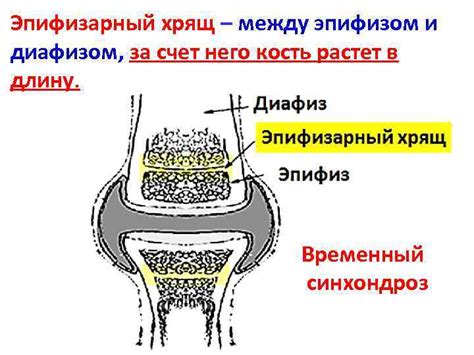 Функция эпифизарных пластинок в формировании роста кости в вертикальном направлении