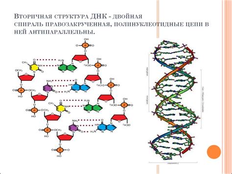 Химическое связывание цепей ДНК