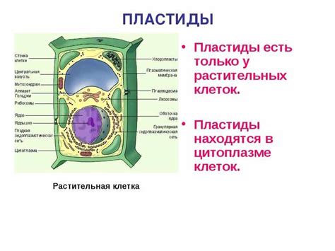 Цитоплазма: поле активного клеточного обмена