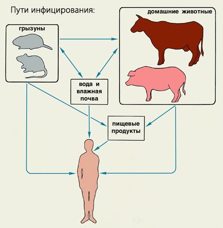 Человек и лептоспироз: риск заражения