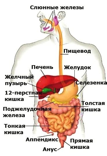 Человеческий организм