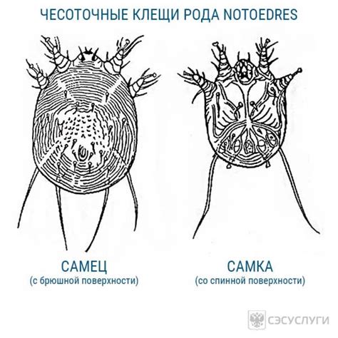 Чесоточный клещ: что это такое?