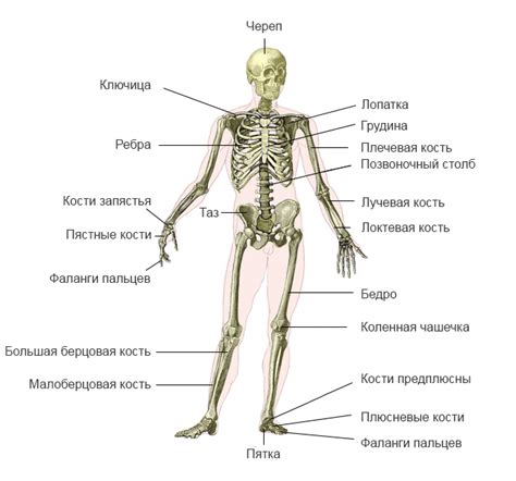 Число костей в скелете человека и млекопитающих