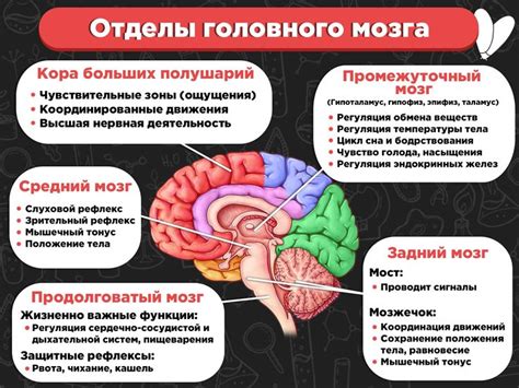 Что приводит к нарушению функции головного мозга?