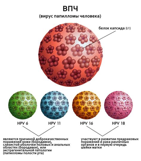 Что такое вирус папилломы человека типа 16?