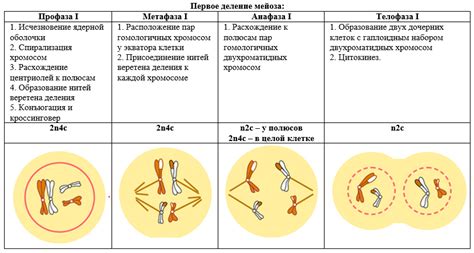 Что такое мейоз и его значение