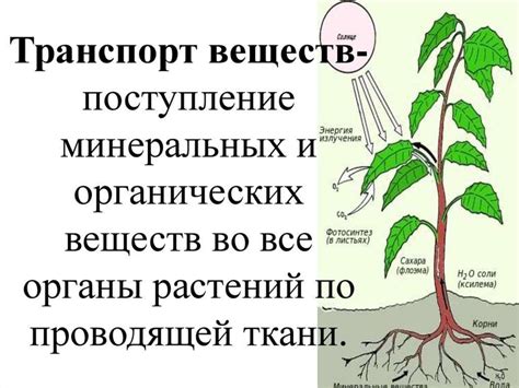 Что такое самозапыление и взаимозапыление у растений?