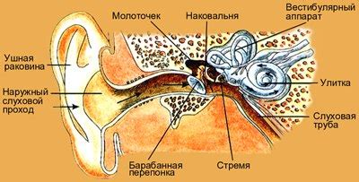 Чувства как источник информации о окружающем мире