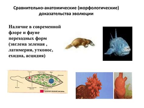 Эволюционное развитие эукариотических организмов