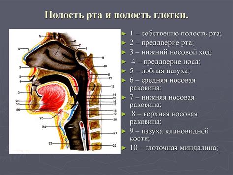 Эволюционные процессы и анатомия глотки