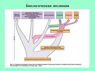 Эволюция как биологический процесс