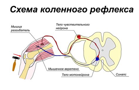 Электрическая активность и передача импульсов