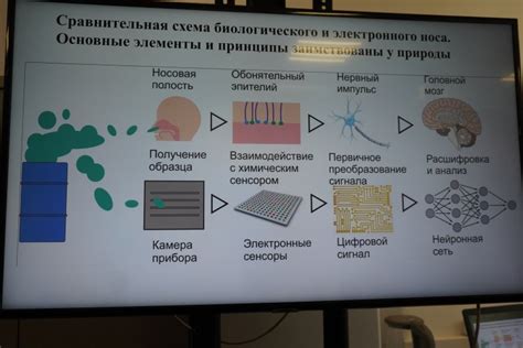 Электронный нос: в поисках альтернативы для выявления мельчайших организмов