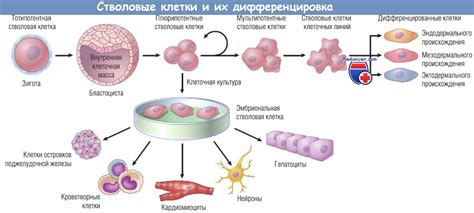 Эмбриональные стволовые клетки