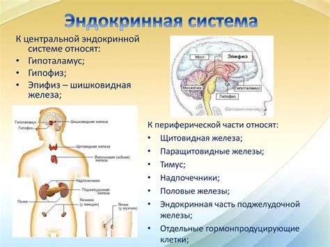 Эндокринная система: что это такое?