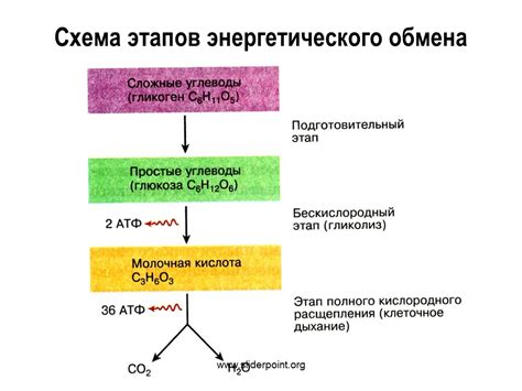 Энергетический процесс в клетках