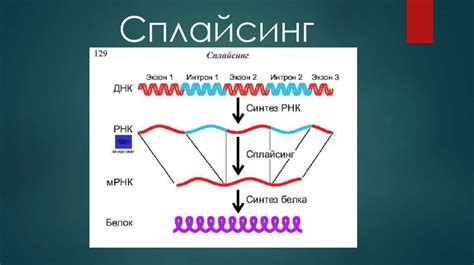 Энергия ATP и сплайсинг белков