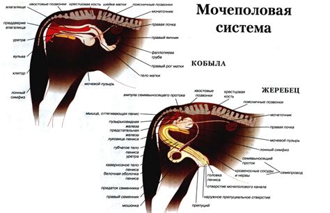 Эпистаксис у лошадей