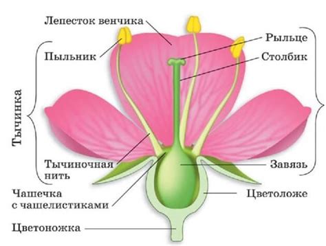 Этапы раскрытия цветка