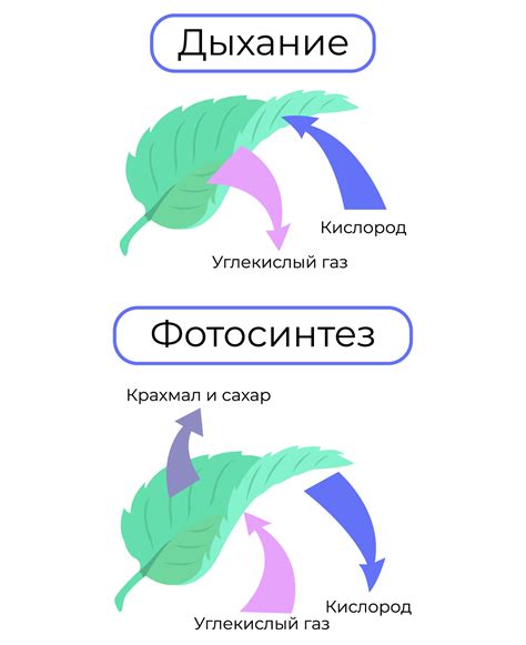 Эффективность фотосинтеза у растений