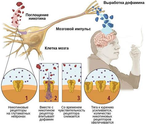 Эффекты никотина на организм