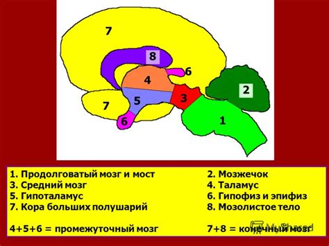 Эффект6 на мозг7 и сердце8