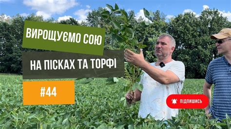 Які культури найкраще процвітають на верховому торфі?