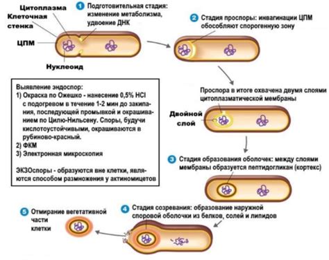  Взаимодействие бактерий в йогурте и огурце 