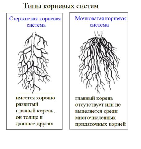  Взаимодействие корневых систем двух овощей при их соседстве в грядке 