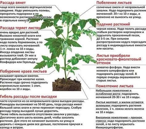  Влияют ли условия выращивания на возможность пересадки 