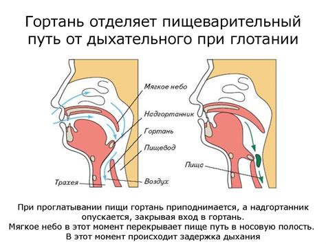  Глотание и звукопередача 