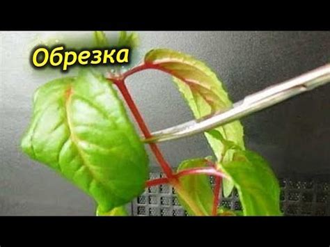  Как и когда достойно увлажнять фуксию?
