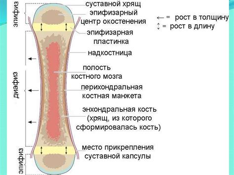  Неправильное развитие костей 